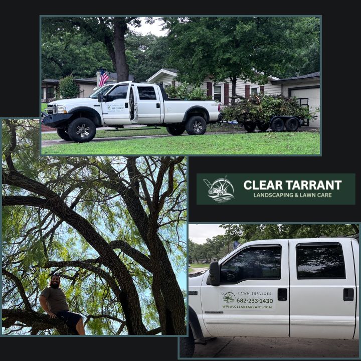 Sean of Clear Tarrant in a tree. His branded truck and trailer loaded with brush in Arlington, TX